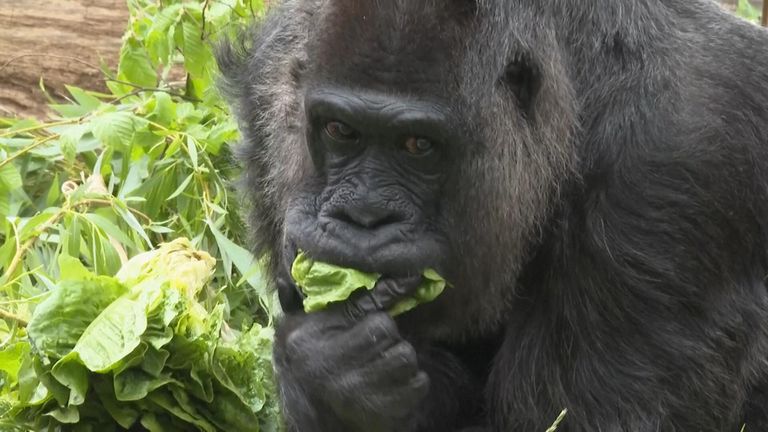 Gorilla Fatou celebrates 67th birthday at the Berlin Zoo
