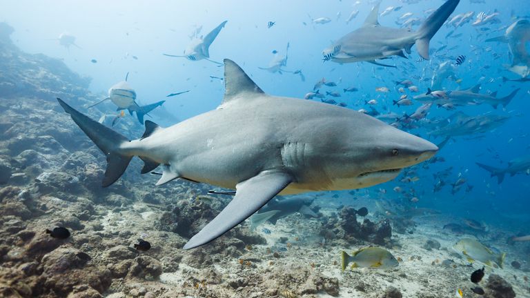 Bull shark pictured in Fiji in 2022. Pic: Ric Tapia/AP
