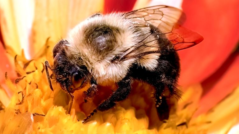 A large furry female Queen  Bumble Bee.
Pic:iStock