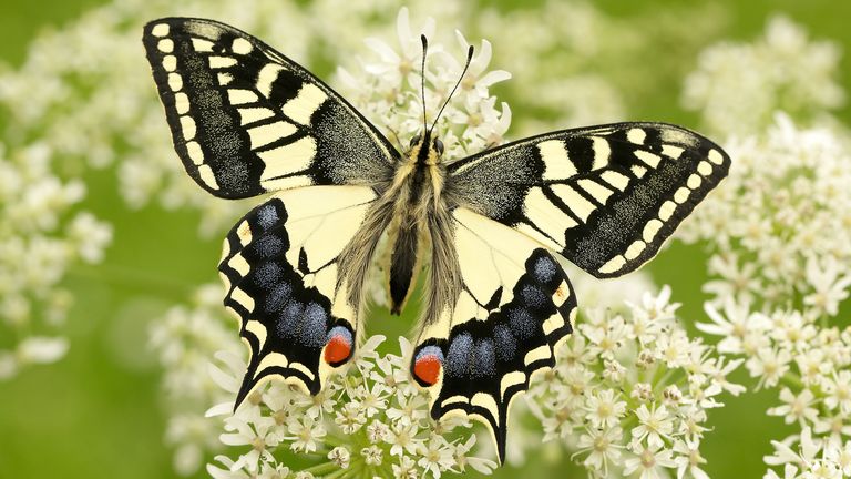 Butterflies like the swallowtail are suffering from fragmented habitats, higher temperatures and reduced wing function, a 1991 study found. Pic: PA