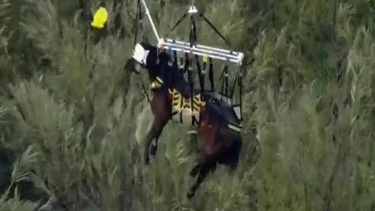 Horse rescued 24 hours after getting stuck in river