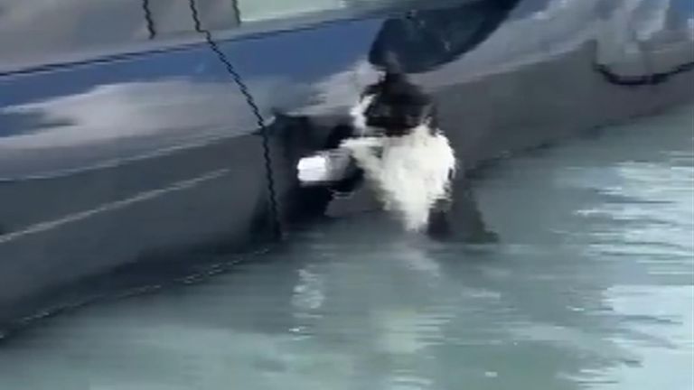 Dubai police rescue cat from floods