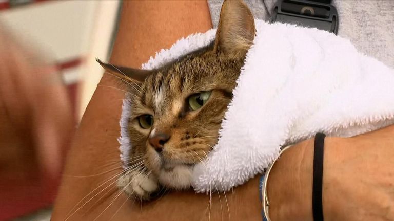 texas cat saved rescue flooding