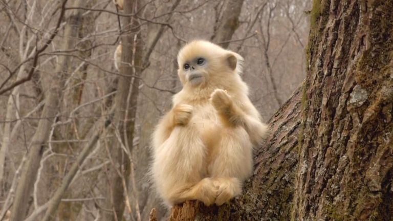 Zhouzhi nature reserve sees birth of 30 new golden snub-nosed monkeys this year