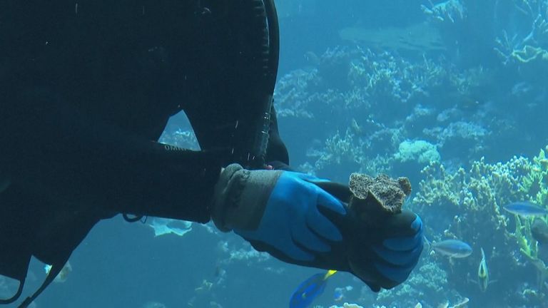 Netherland’s Zoo gathers ‘Noah’s Ark’ of corals to protect species from ...