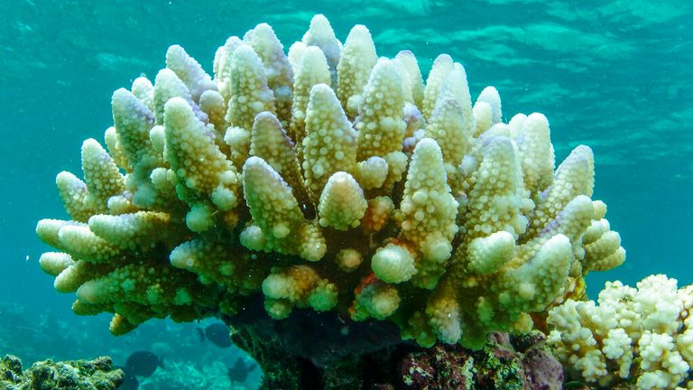 This photo supplied by the Great Barrier Reef Marine Park Authority (GBRMPA) shows reef scape of bleached coral in the Townsville/Whitsunday management area of the Great Barrier Reef in Australia, March. 15, 2015. More than 90% of Great Barrier Reef coral surveyed in 2022 was bleached in the fourth such mass event in seven years in the world’s largest coral reef ecosystem, Australian government scientists said in its an annual report released late Tuesday, May 10, 2022. (C. Jones/GBRMPA via AP)