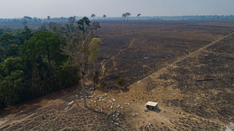 FILE - Cattle graze on land recently burned and deforested by cattle farmers near Novo Progresso, Para state, Brazil, on Aug. 23, 2020. After four years of rising destruction in Brazil’s Amazon, deforestation dropped by 33.6% during the first six months of President Luiz Inacio Lula da Silva&#39;s term, according to government satellite data released Thursday, July 6, 2023. Pic: AP