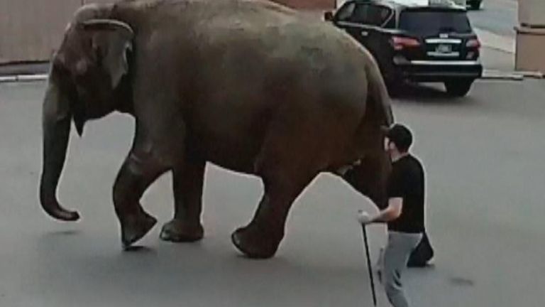 Elephant escapes circus in Montana and goes exploring