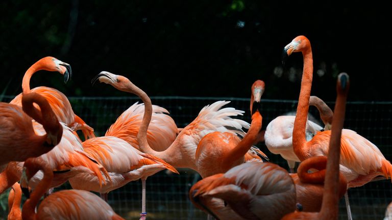 Pink flamingos move around their enclosure at the Fort Worth Zoo during a solar eclipse .
Pic: AP