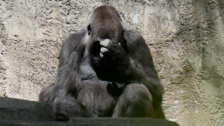 A gorilla sits in an enclosure as the sun returns at the Fort Worth Zoo after a total solar eclipse.
Pic : AP