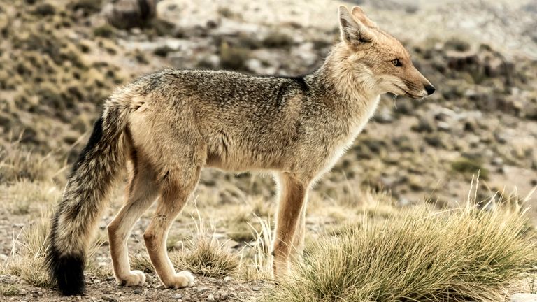 Patagonian fox, (Lycalopex Griseus), south american canid, in its habitat. Andes mountains, Villavicencio Nature Reserve, Mendoza, Argentina. Pic:  iStock