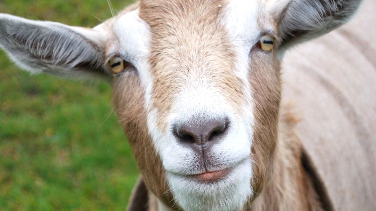 A remote Italian island is donating its goats. File pic: iStock