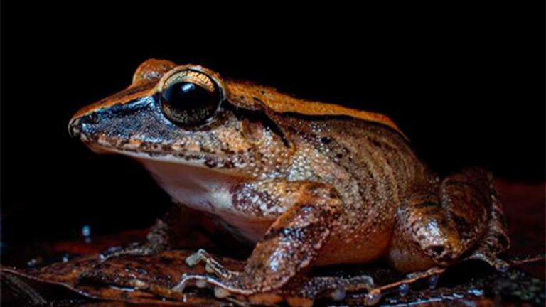 The Leaf litter frog (Haddadus binotatus) emits a distress call at frequencies that humans cannot hear but predators can.
Pic: Henrique Nogueira