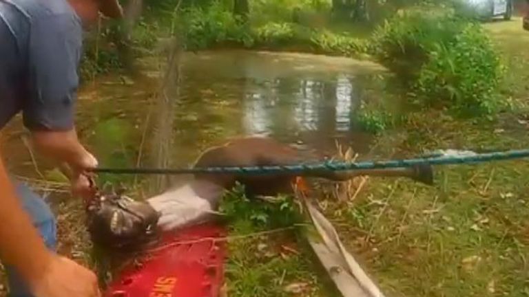 Florida Deputies and Firefighters Rescue Horse From Pond