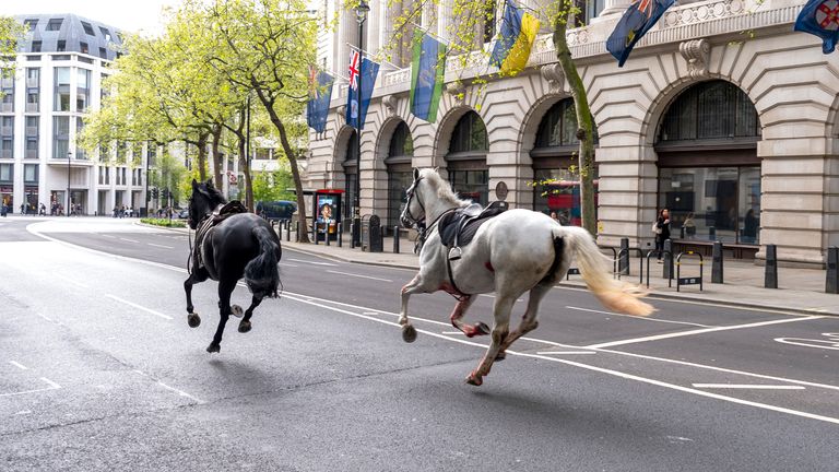 Deux chevaux en liberté dans les rues de Londres près d'Aldwych.  Pic PA