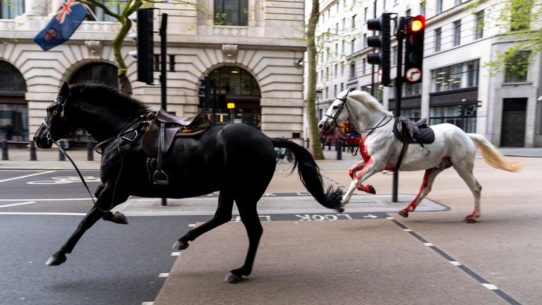 Two loose horses run through the streets of London, near Aldwych.  PA Photo