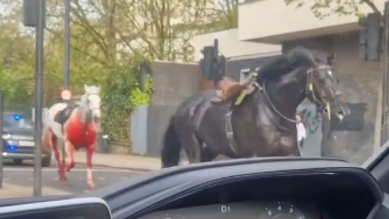 The horses, wearing saddles and bridles, were seen running in the road near Aldwych on Wednesday morning. Pic: X/Jhopwv