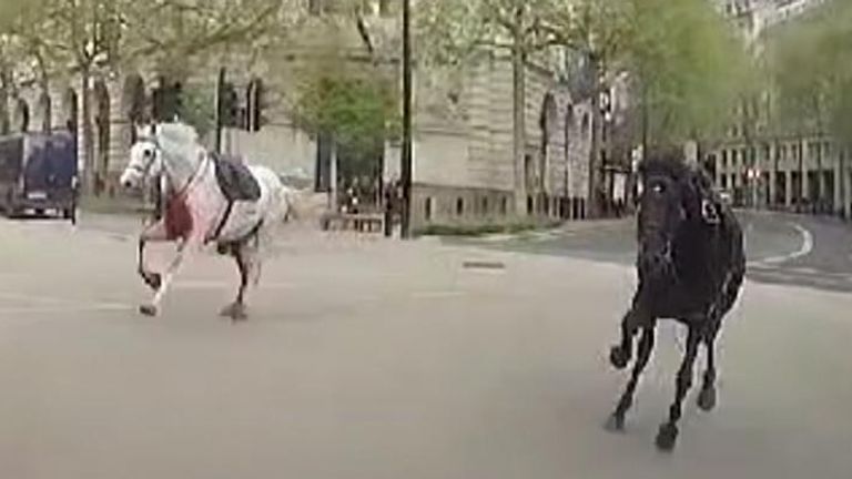 Taxi captures moment horses bolt through London after escaping riders