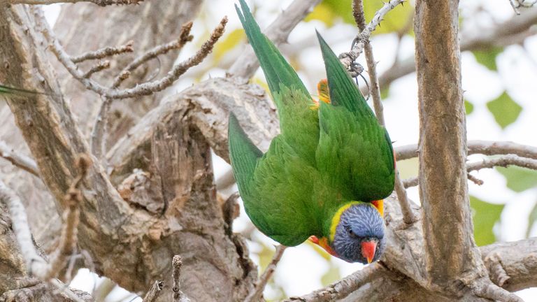Rainbow lorikeets became noisy during an eclipse and then followed it with &#39;communal silence&#39;. File pic: AP