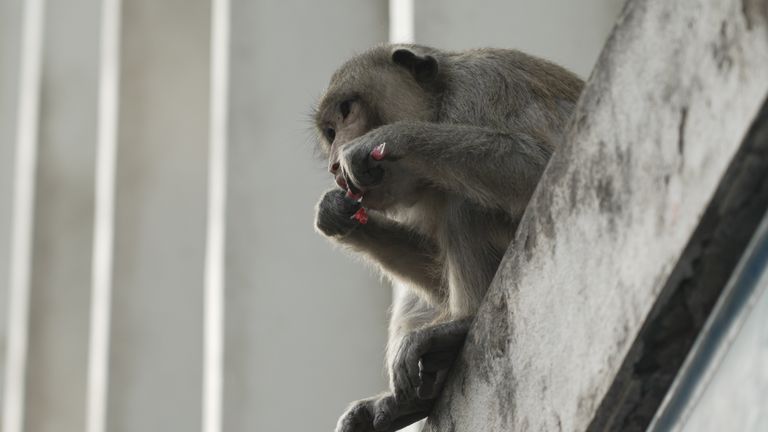 A monkey eats a tranquilliser dart