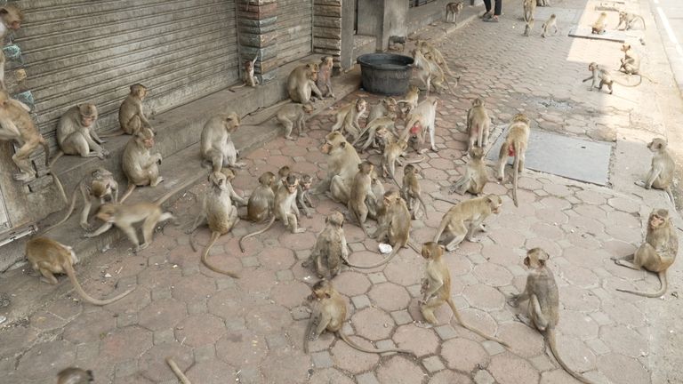 Monkey gang in Lopburi