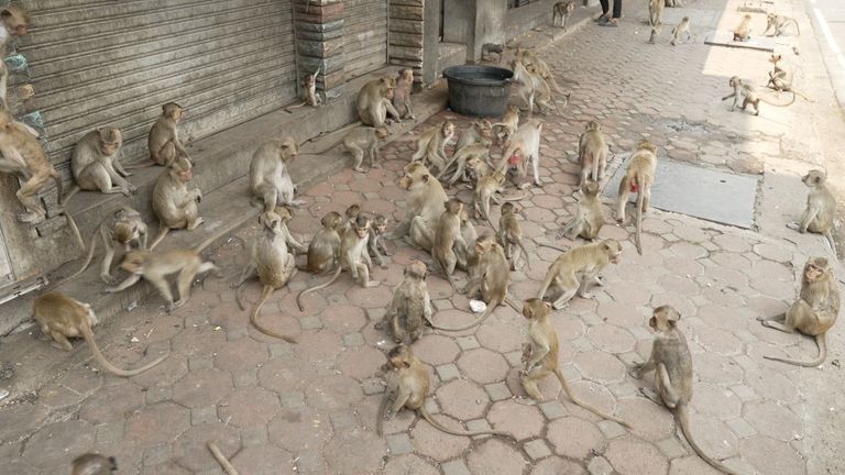 A large group of monkeys
