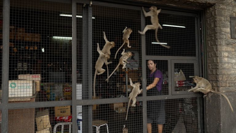 Shopkeepers use metal grilles to keep monkeys out