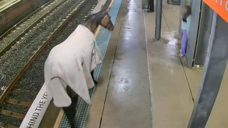 Runaway horse surprises train commuters in New South Wales