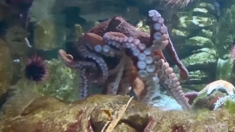 Octopuses could hold the key to construction revolution