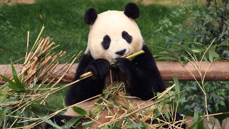 Giant panda Fu Bao eats bamboo at Everland amusement park .
File pic: AP