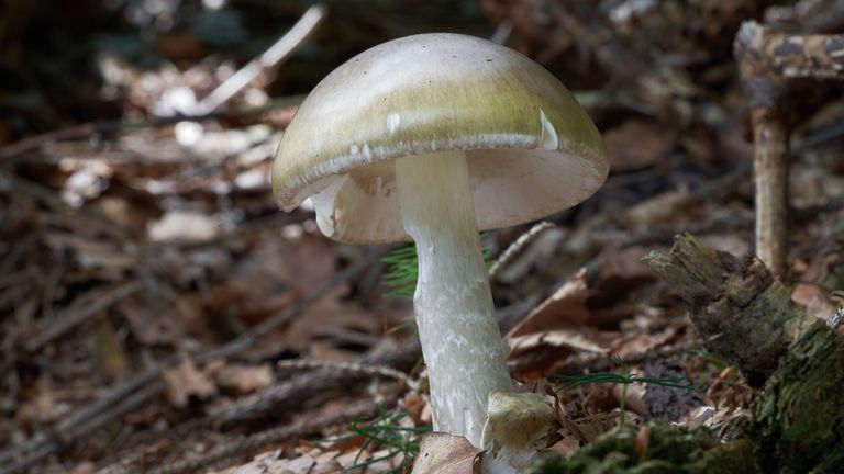 Deadly poisonous Death Cap mushroom. iStock