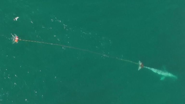 Rescue mission underway as whale becomes entangled in fishing net