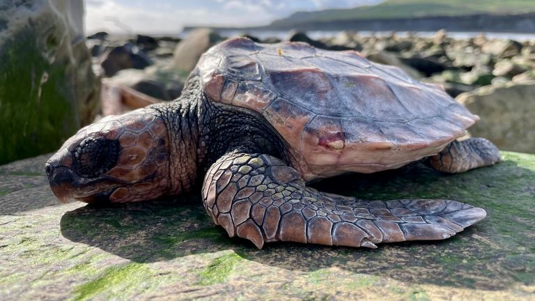 One of three sea turtles found on the south coast of England.Image: Val Fogarty/Sarah Hodgson