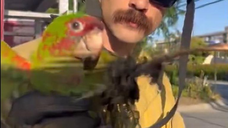 Firefighters rescue parrot entangled in fishing  line up a tree