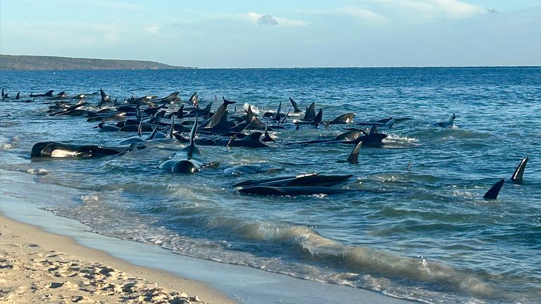 نهنگ های خلبان در نهایت در ساحلی در ورودی توبی در غرب استرالیا به گل نشستند.  عکس: وزارت تنوع زیستی، حفاظت و جاذبه ها از طریق AP
