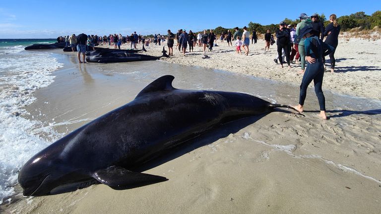 People tried to help keep the whales alive. Pic: Dunsborough and Busselton Wildlife Care via Reuters