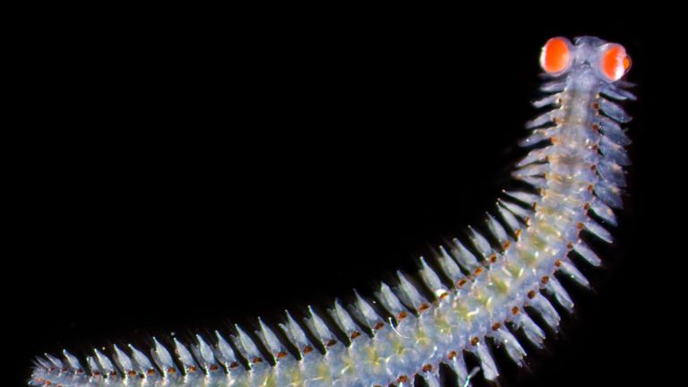 The Vandis bristle worms has enormous eyes that are very sensitive to ultra-violet light. Pic: Michael Bok