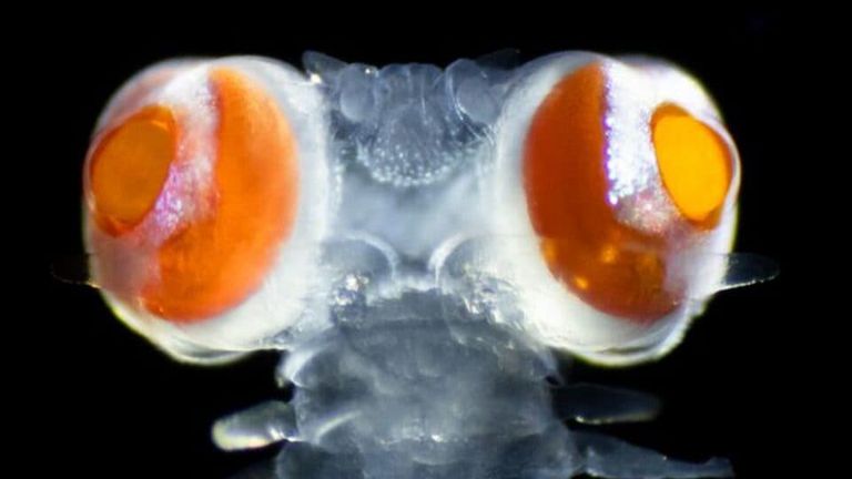 The Vandis bristle worm&#39;s eyes are extremely sensitive to UV light. Pic: Michael Bok