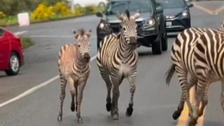 Zebras hold up traffic in Washington