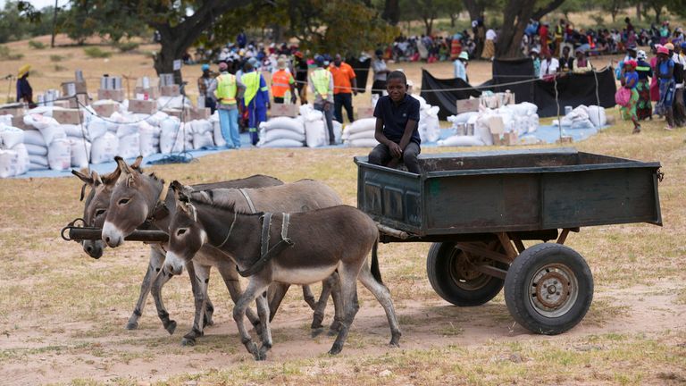 A young boy with a donkey cart arrives to receive food aid in Mangwe district in southwestern Zimbabwe, Friday, March, 22, 2024. A new drought has left millions facing hunger in southern Africa as they experience the effects of extreme weather that scientists say is becoming more frequent and more damaging. (AP Photo/Tsvangirayi Mukwazhi)