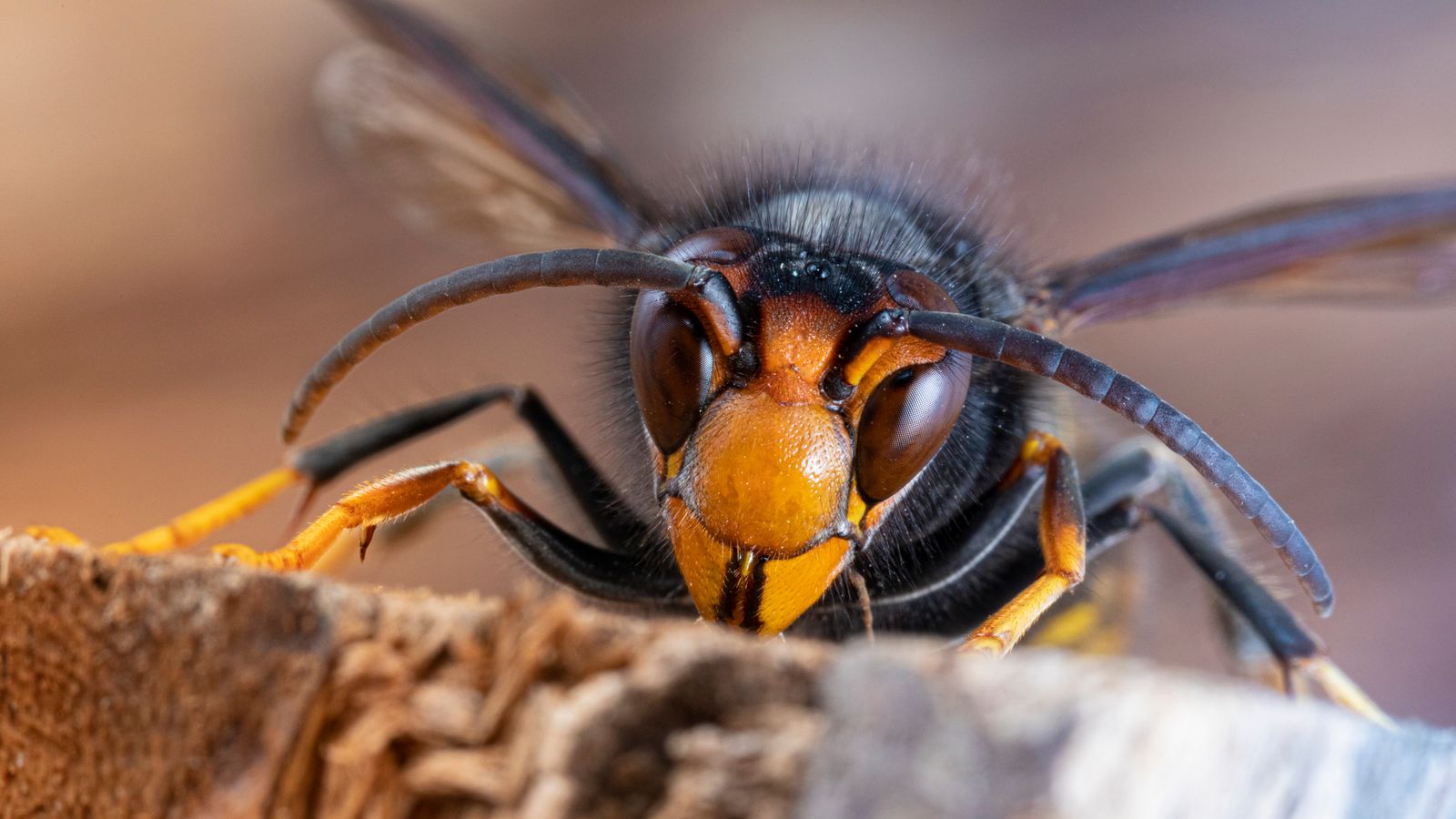 Asian hornets survive UK winter for first time