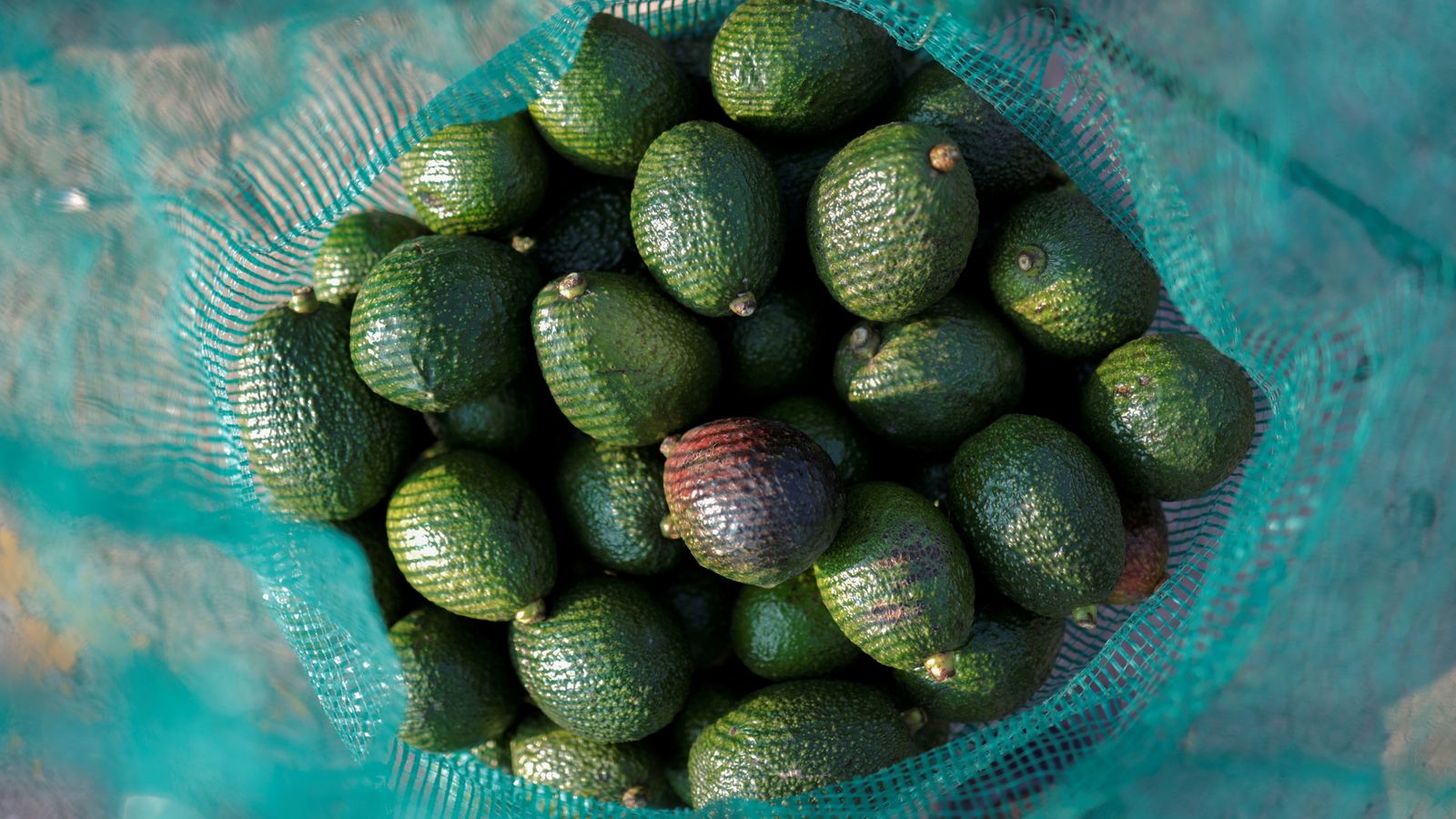 Armed highway thieves steal 40 tonnes of avocados in Mexico