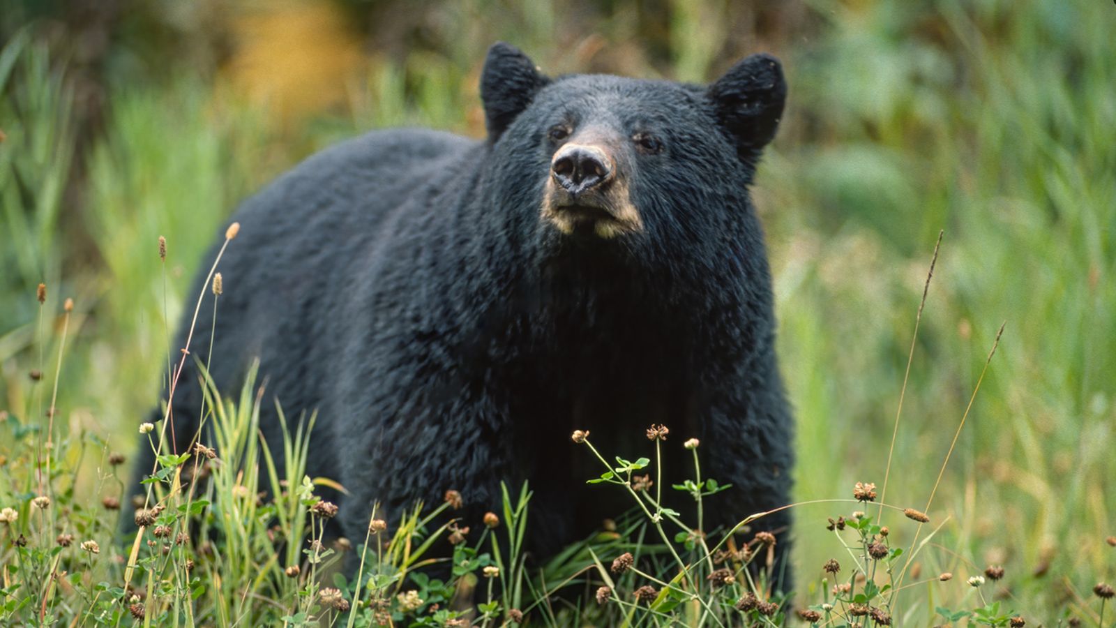 Arizona teenager saved by brother after black bear attack