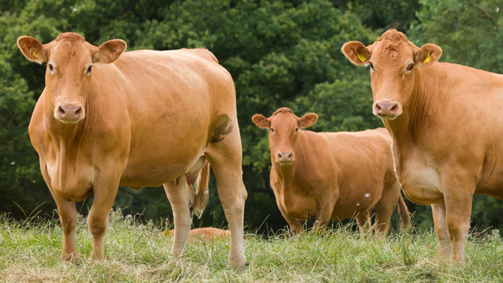 Син език: Правителството предупреждава, че има „голяма вероятност“ нов щам на животински вирус да се разпространи сред говеда в Обединеното кралство