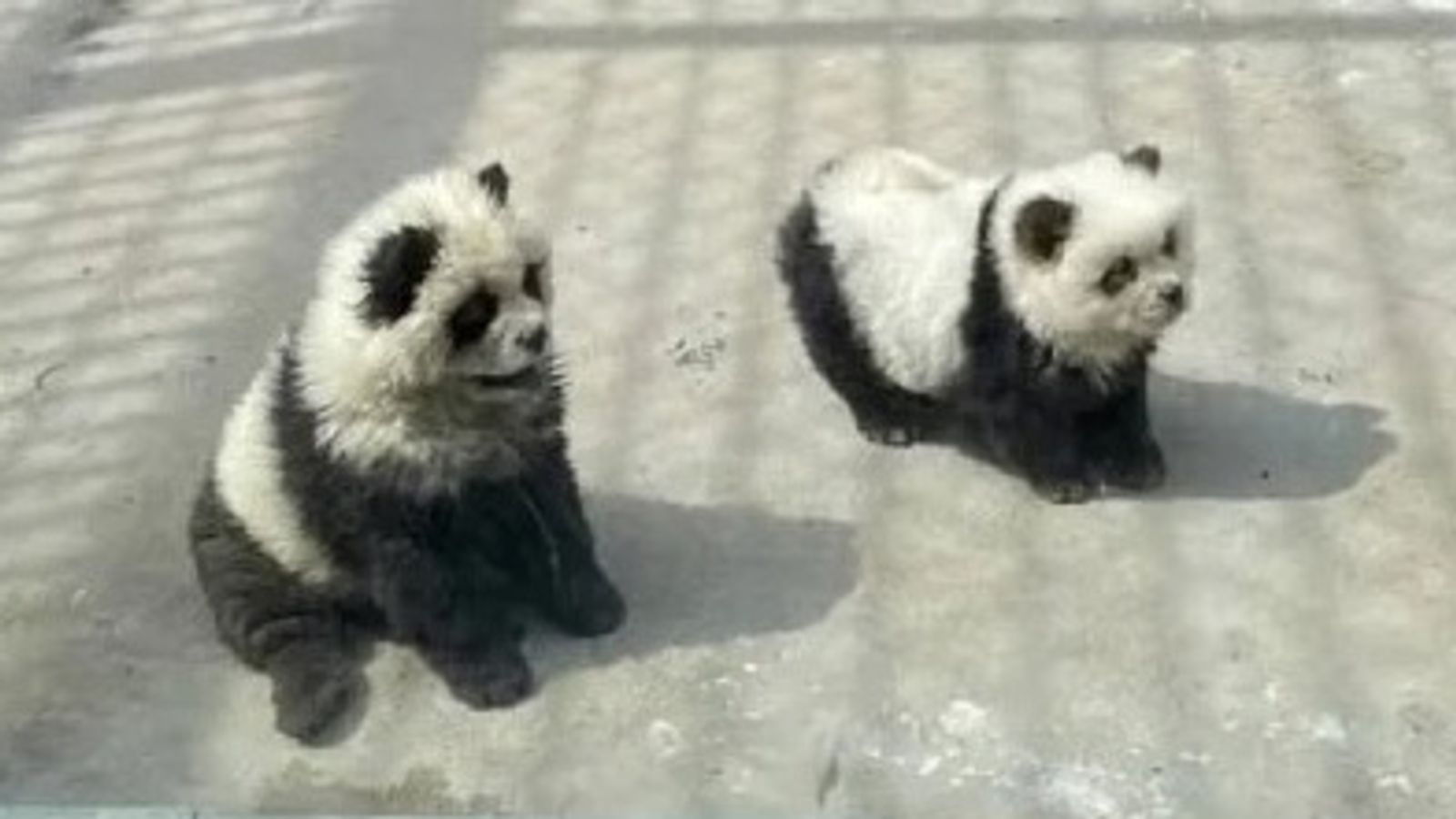 Chinese zoo under fire after dyeing dogs black and white for ‘panda’ exhibit
