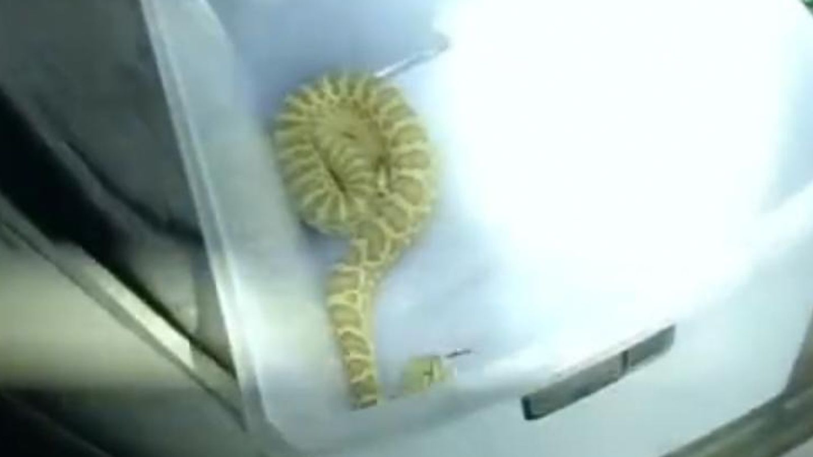 US: An officer was shocked to find a rattlesnake while searching a car ...
