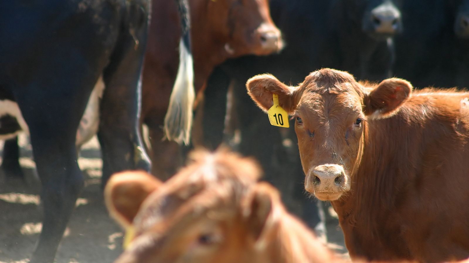 Ограничения, наложени след случай на болестта луда крава, открита във ферма