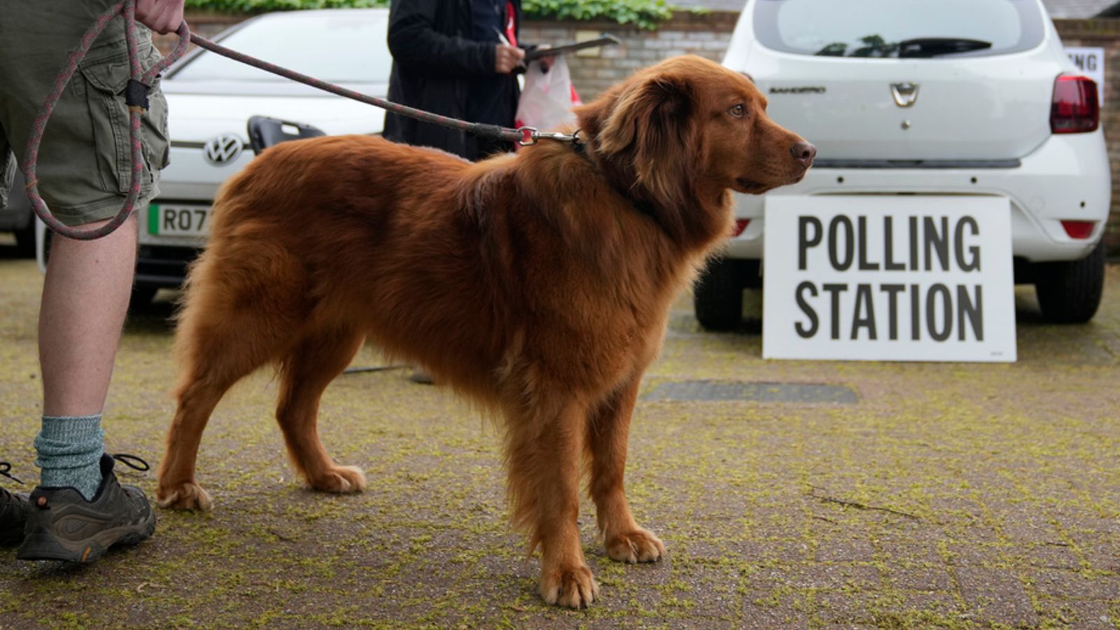 Кучета в избирателни секции: Събиране на кученца, обичащи демокрацията, в деня на местните избори
