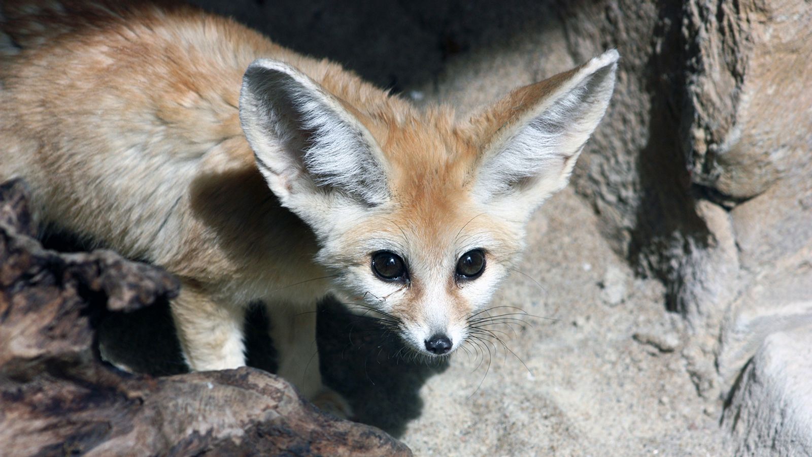 Exmoor Zoo welcomes pair of world's smallest foxes