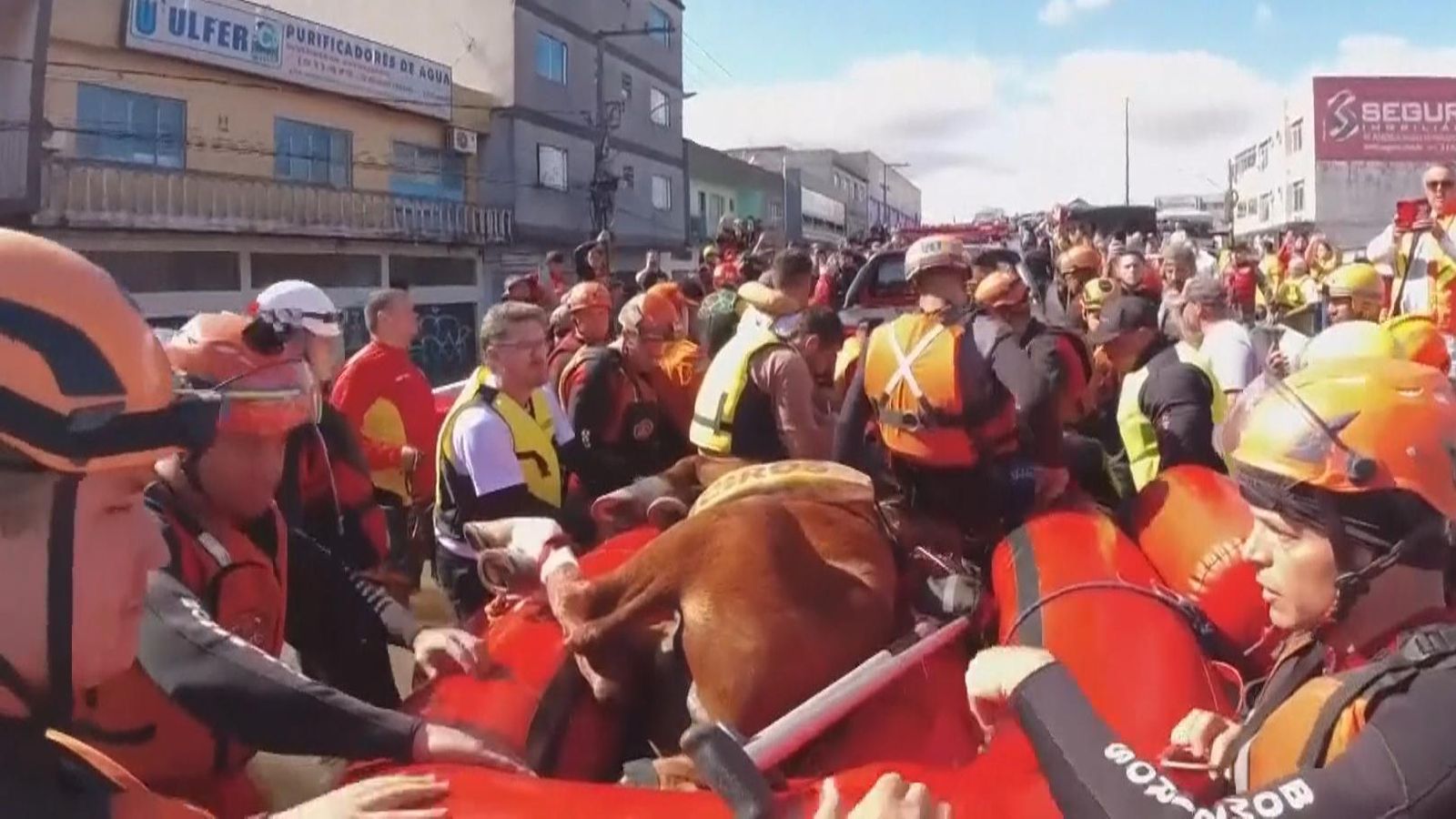 Brazil floods: Horse rescued after becoming stranded on roof top ...